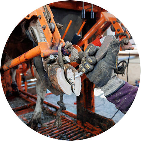 LockDrives application cleaning hooves